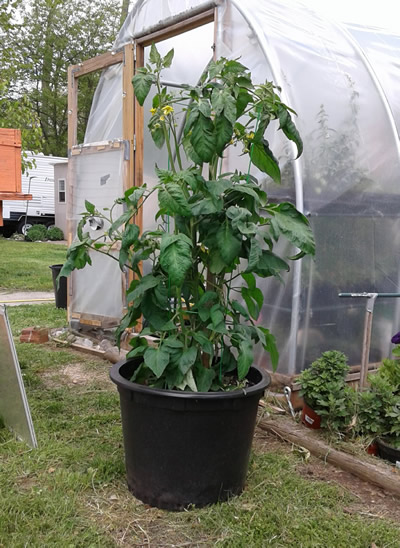 Tomatos grow well in large pots
