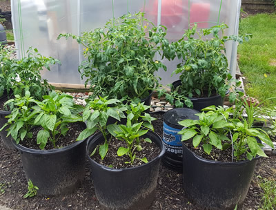 Tomatos and Pepper plants growing in 15 gallon containers