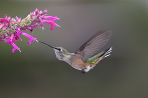 Hummingbird in flight