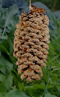 Pinecone Birdfeeder