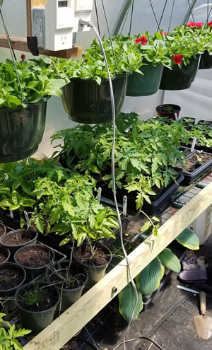 Plants in the greenhouse